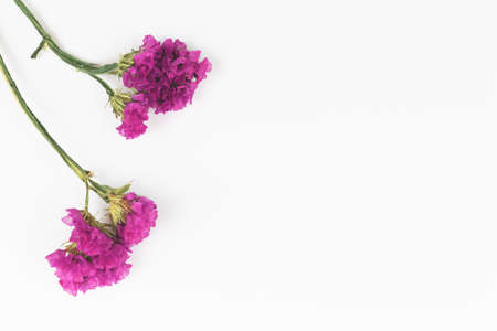 Dried wild purple flower isolatetd on a white background, floral flat lay composition copy spaceの写真素材