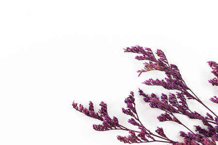 A bunch of dried flower in corner, floral flat lay composition on a white background with copy space photoの写真素材