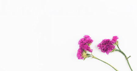 Flat lay floral composition on a white background with dried flowers, copy space banner photo