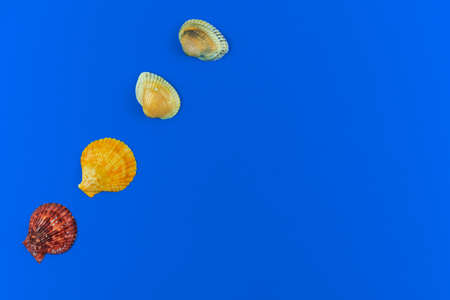 Seashell flat lay pattern composition on a blue background, copy space and top view photoの写真素材