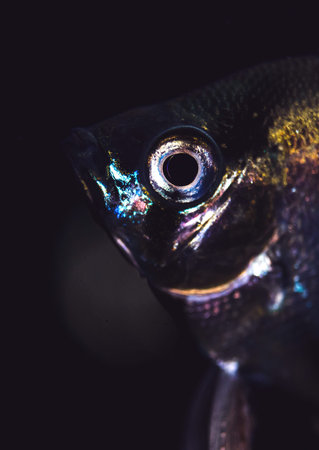 Angelfish Pterophyllum fish close up portrait, aquarium fish on a black backgroundの写真素材