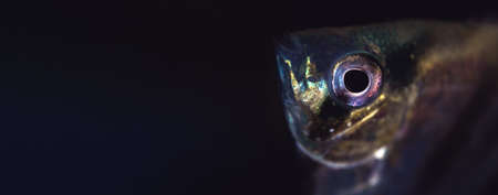 Angelfish Pterophyllum aquarium fish banner with black background, panoramic view with copy space, eye close upの写真素材