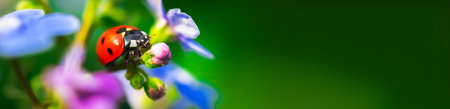 Ladybug banner, macro insect on a flowers on the backyard, summer spring copy space
