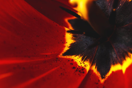 Red flower macro photo with details, red poppy petals, black core, stamens and pestle close-up, the...