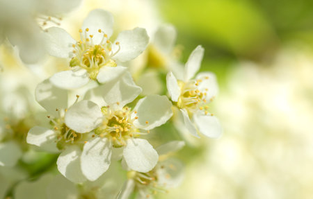 Close-up of blossom fruit tree petals, macroの写真素材