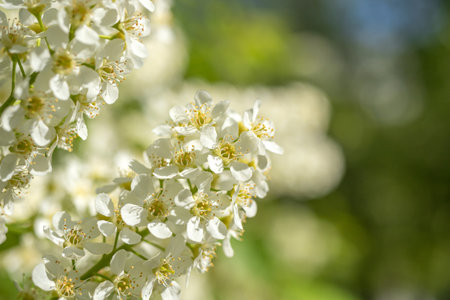 Blooming spring branch close-up photo with bokeh on backgroundの写真素材