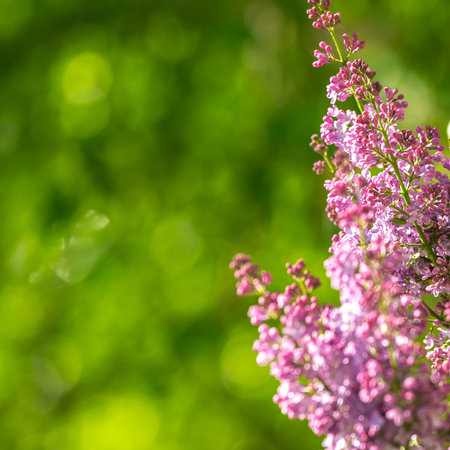 Spring blooming lilac on a background of greenery, copy space photo