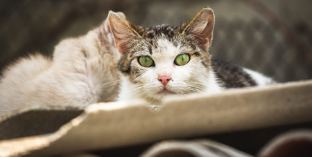 Stray and sared mother mom cat with kittens on background, kind green eyes of the homeless catの写真素材