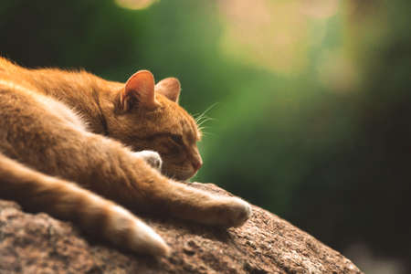 Stray ginger cat resting and sleeping on the rock, copy spaceの写真素材