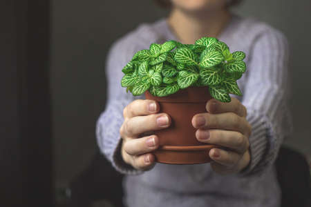 Girl giving pot with home plant, hand with plant close-upの写真素材