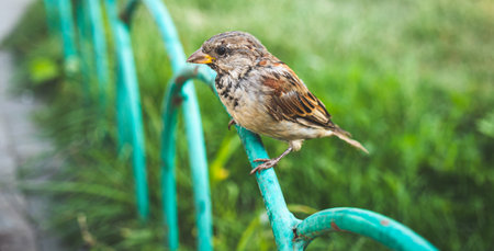 Portrait of old sparrow on the street. Blurred green background, bannerの写真素材