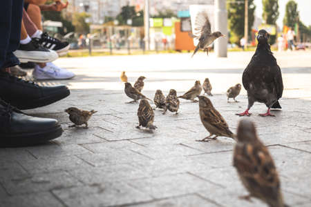 Sparrows eating bread from people on the bench. Birds eating food from people conceptの写真素材