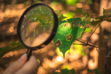 Biologist scientist examines leaf diseases and other environmental problems with magnifying glassの写真素材