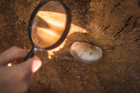 Scientist biologist examines mushrooms diseases and other environmental problems with magnifying glassの写真素材