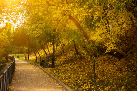 Autumn park for walking, road with yellow leaves. Beautiful fall season in Kharkov Ukraineの写真素材