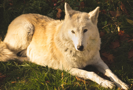 White wolf in sunset lights in nature close-up view portraitの写真素材