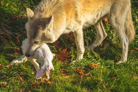 White wolf eating rabbit in forest in nature, prey in teeth closeup view, danger wildlife photoの写真素材