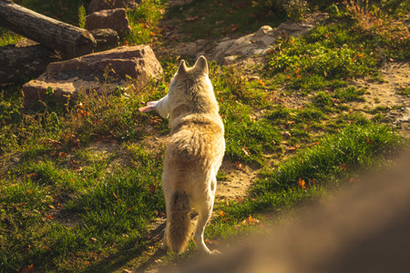 White wolf back view in forest nature in sunset lights background photoの写真素材