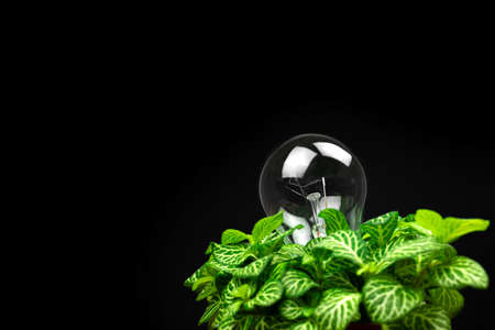 Eco green energy concept. Lightbulb in leaves on black backgroundの写真素材
