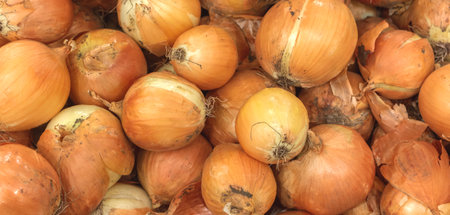 A lot of golden onions, texture background. Pile of fresh ripe onion pattern, high qualityの写真素材