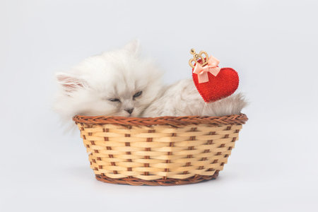 Cute kitten with red heart. Valentine's day background. Love, 14th February postcard or greetings design. british longhair breedの写真素材