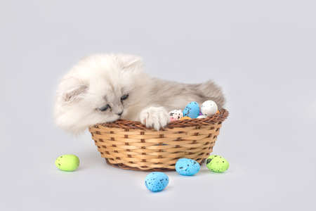 Cute kitten playing with easter eggs in wicker basket. studio shot. easter spring background. british longhair cat breedの写真素材