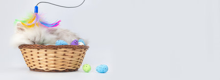 Funny kitten with easter eggs in wicker basket, banner with copy space. studio shot. easter spring...