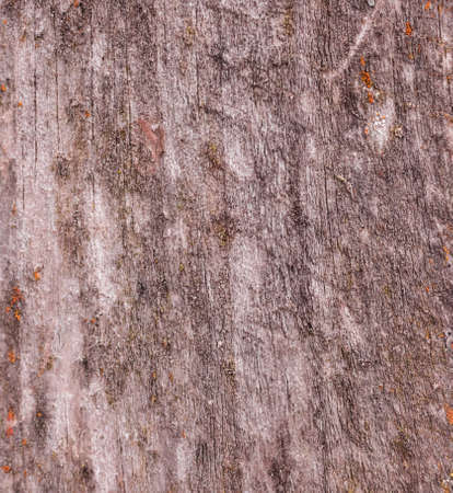 Old and wet wooden texture close-up view and high detailed background photoの写真素材