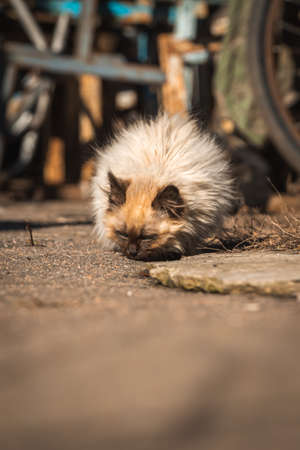 Small kittens search for the food. Homeless abandoned animals alone on the street concept backgroundの写真素材
