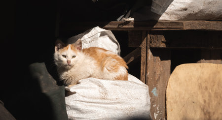 Fluffy and cute stray kitten on the backyard, homeless animals on the street concept background...