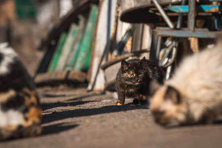 Small kittens search for the food. Homeless abandoned animals alone on the street concept backgroundの写真素材