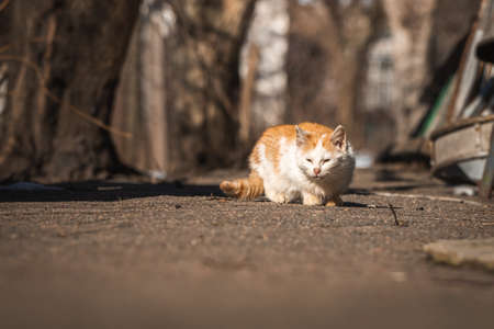 Lonely small kitten search for the food. Stray and homeless animals without warm home, street backgroundの写真素材