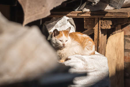 Small and stray kitten on backyard. Homeless animal on the streets concept backgroundの写真素材