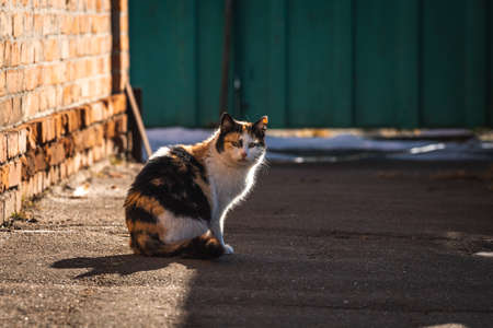 Stray cat mother on backyard sitting and wait for the food, homeless animal concept backgroundの写真素材