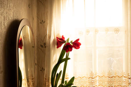 Vintage and retro window with red flowers. Grunge and old building with white curtains in warm light. Reference concept backgroundの写真素材