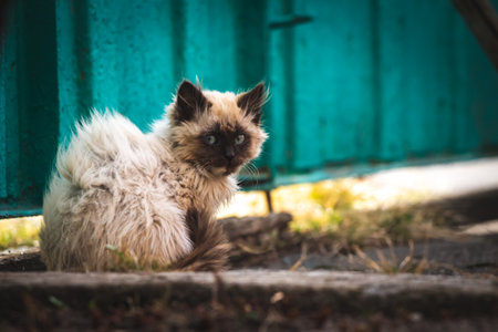 Stray kitten in strong wind on the street. Cute homeless animals concept backgroundの写真素材