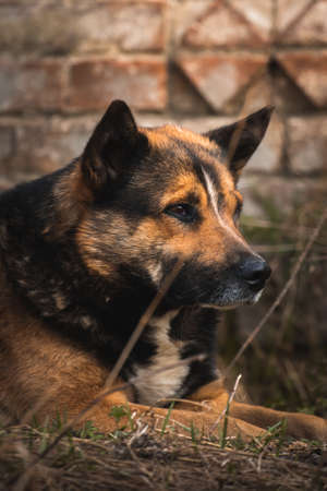 Abandoned and homeless dog portrait photoの写真素材