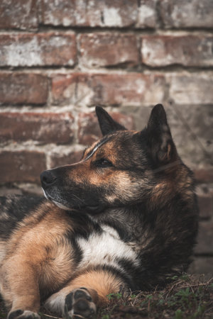 Abandoned dog portrait, homeless animal concept photo