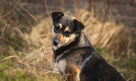 Cute stray and homeless dog on the street, hungry and lonely animals backgroundの写真素材