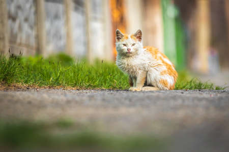 Cute small kitty on the street, beautiful portrait photoの写真素材