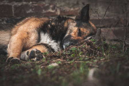Dying dog lies on the cold ground on the street, sad and lonely abandoned animals concept backgroundの写真素材