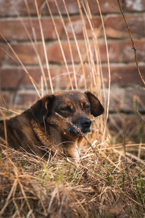 Unhappy and sad stray dog on the streetの写真素材