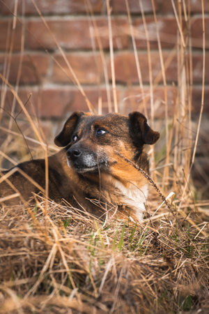 Cute and hungry stray dog on the street portraitの写真素材