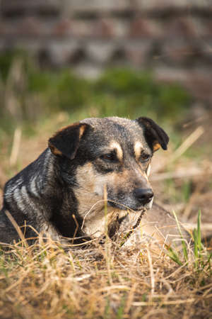 Stray dog on the street portrait photoの写真素材