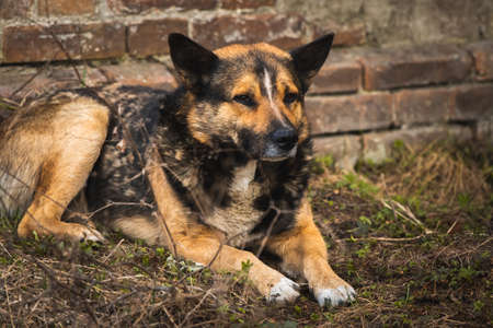 Unhappy and sad stray dog on the street, abandoned by owners hungry animals concept backgroundの写真素材
