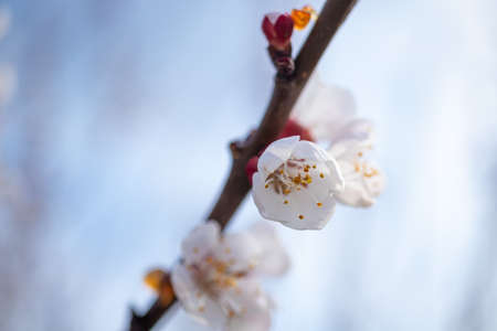 Blooming fruit tree close-up macro photography, first spring leaves and floral backgroundの写真素材