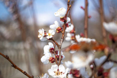 Blooming fruit tree close-up macro photography, first spring leaves and floral backgroundの写真素材