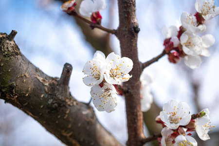 Blooming fruit tree close-up macro photography, first spring leaves and floral backgroundの写真素材