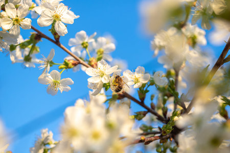 Spring blossoms and bee closeup view, nature and flora background with blue sky photo