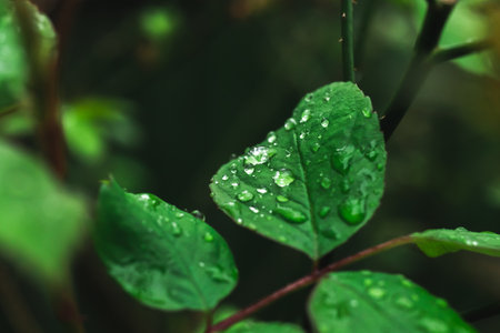 Rain droplets on green lead. Environment, spring and summer, garden. moody backgroundの写真素材